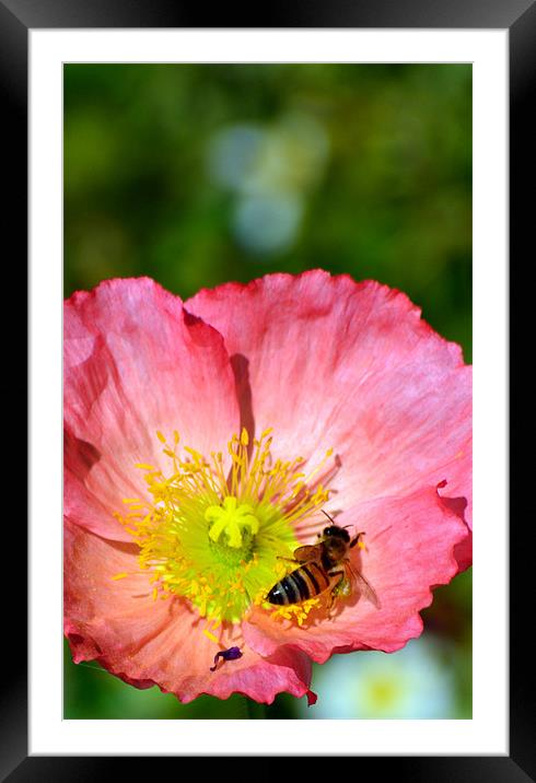 Wasp in a Poppy Framed Mounted Print by Hamid Moham