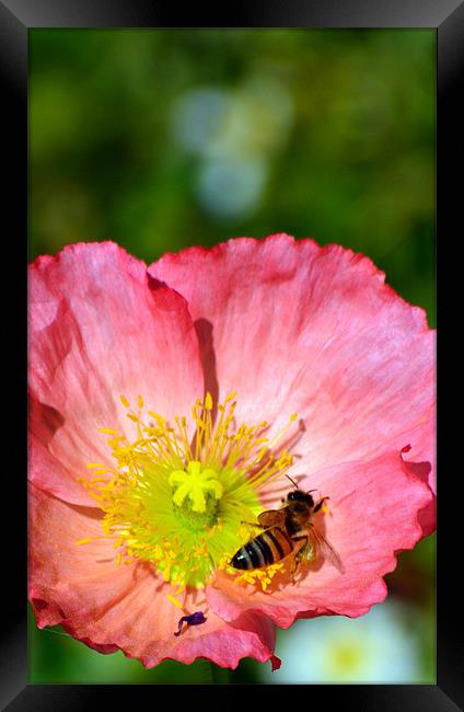 Wasp in a Poppy Framed Print by Hamid Moham