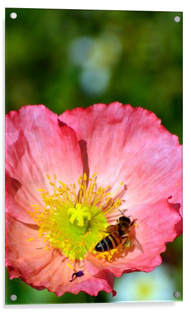 Wasp in a Poppy Acrylic by Hamid Moham