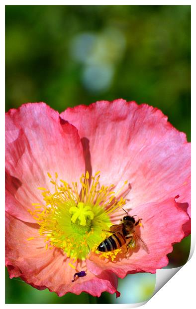 Wasp in a Poppy Print by Hamid Moham