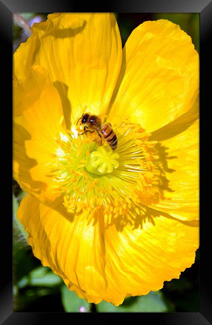 Wasp in a yellow poppy Framed Print by Hamid Moham