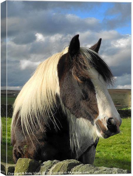 Yorkshire pony Canvas Print by Nicky Vines