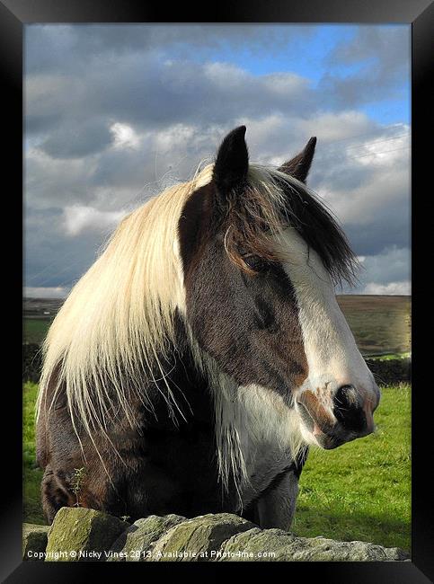 Yorkshire pony Framed Print by Nicky Vines