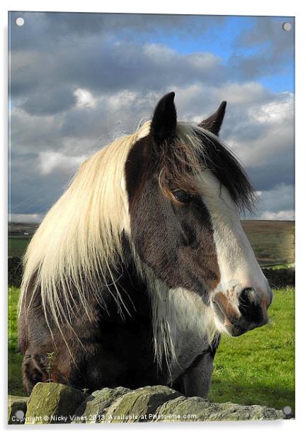 Yorkshire pony Acrylic by Nicky Vines