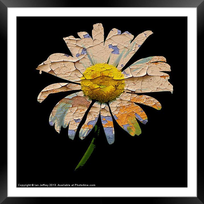 Painted Daisy Framed Mounted Print by Ian Jeffrey