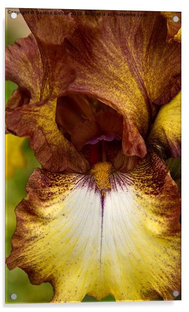 Iris Acrylic by Gordon Bishop