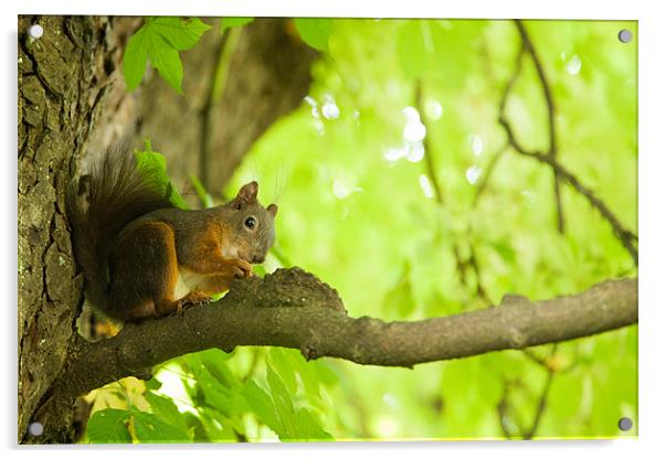 Squirrel in Tivoli Park Acrylic by Ian Middleton