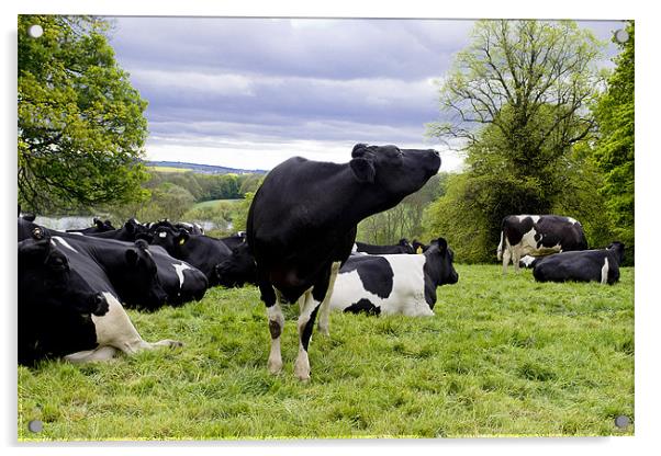 Cattle in a field Acrylic by A B