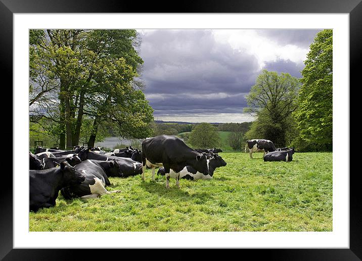 Cattle in a field Framed Mounted Print by A B