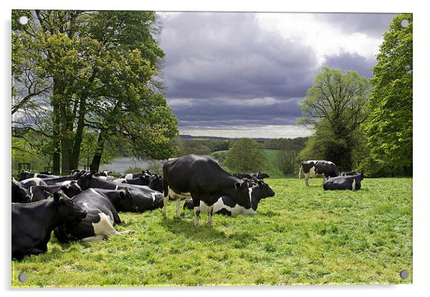 Cattle in a field Acrylic by A B