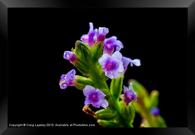 stalk of grass with flowers Framed Print by Craig Lapsley