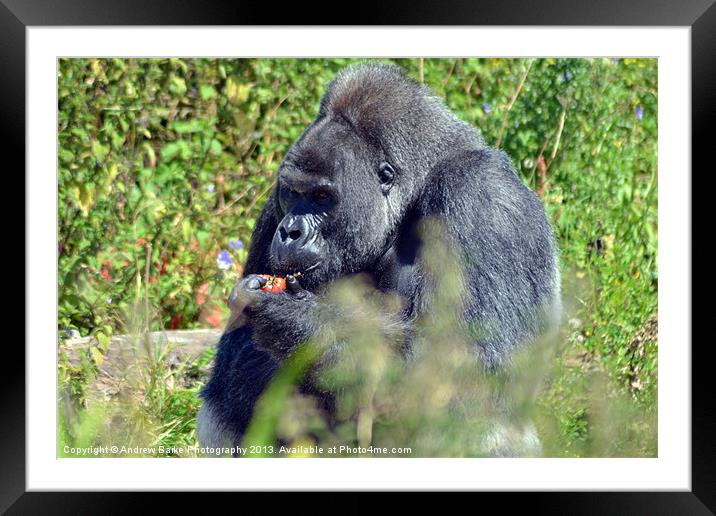 gorilla feeding time Framed Mounted Print by A B