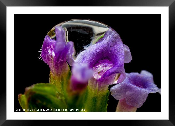 rain drop on grass flowers Framed Mounted Print by Craig Lapsley