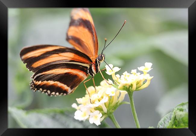 butterfly feeding Framed Print by Martyn Bennett