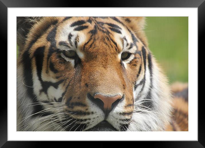 tiger eyes Framed Mounted Print by Martyn Bennett