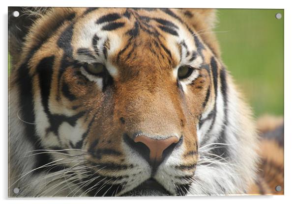 tiger eyes Acrylic by Martyn Bennett