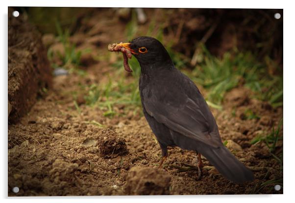 blackbird feeding Acrylic by jon betts