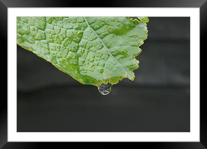 leaf with transparent drop dripping Framed Mounted Print by Ilona Manerske