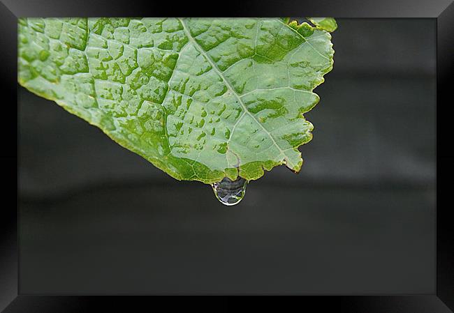 leaf with transparent drop dripping Framed Print by Ilona Manerske