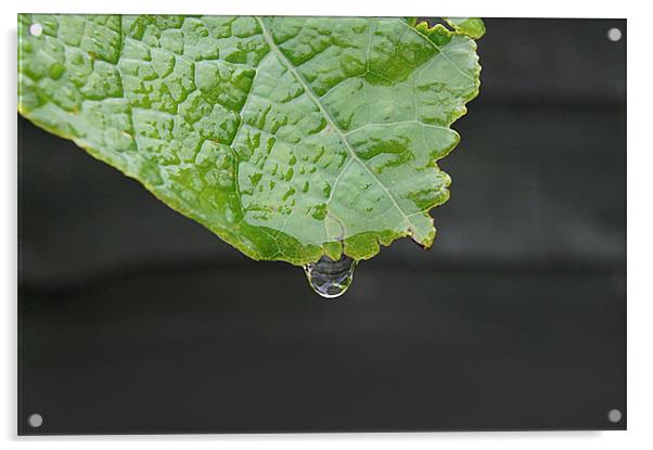 leaf with transparent drop dripping Acrylic by Ilona Manerske