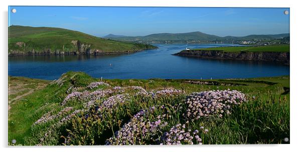 View over Dingle Bay Acrylic by barbara walsh