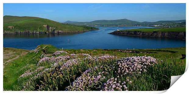 View over Dingle Bay Print by barbara walsh