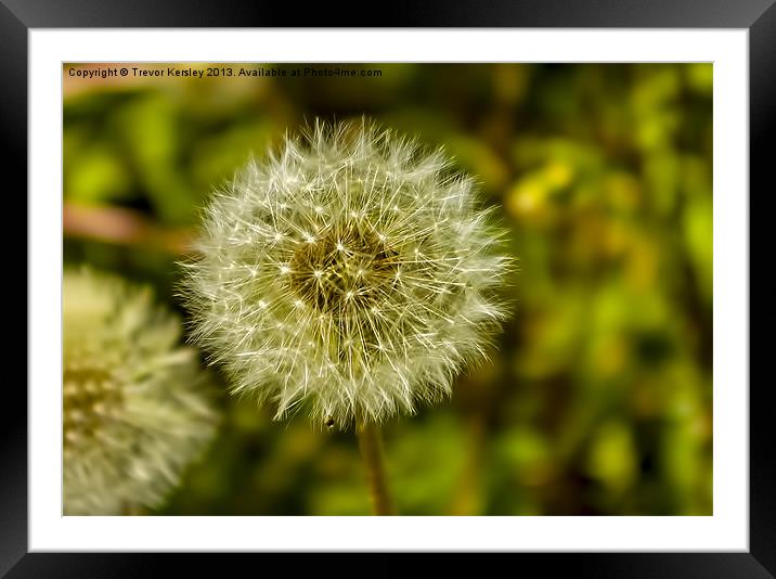 Seeds of Time Framed Mounted Print by Trevor Kersley RIP