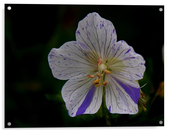 Gerainium flower Acrylic by Gordon Bishop
