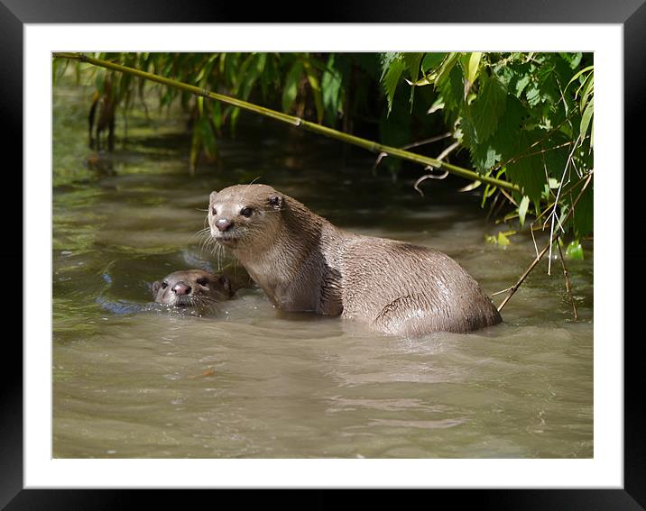 Otters playing Framed Mounted Print by sharon bennett