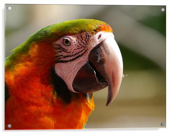 Macaw Acrylic by sharon bennett