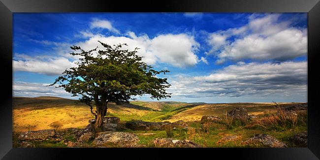 Dartmoor Tree Framed Print by David Hare