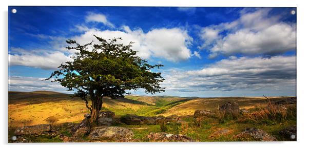 Dartmoor Tree Acrylic by David Hare