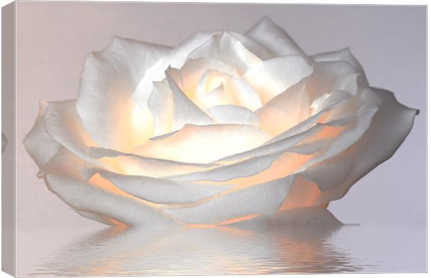Glowing White Rose Canvas Print by Mike Gorton