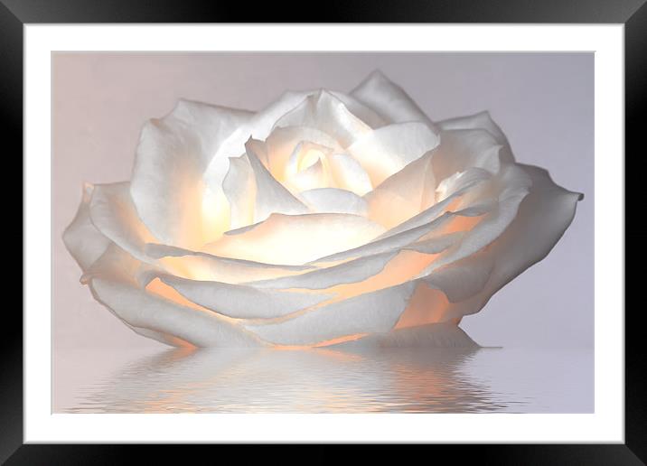 Glowing White Rose Framed Mounted Print by Mike Gorton