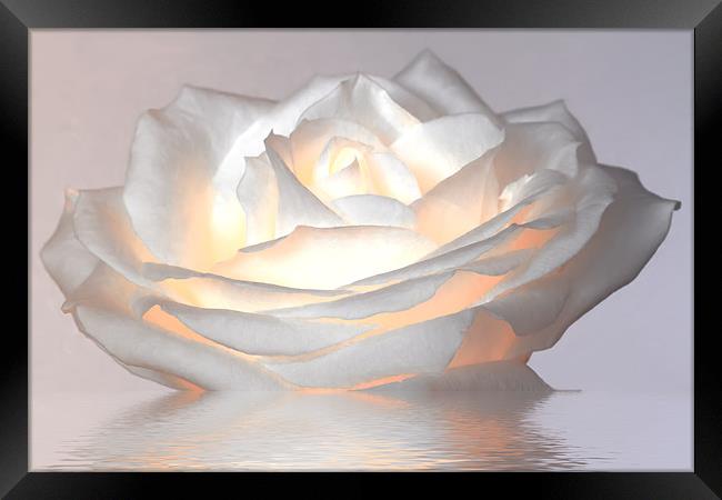 Glowing White Rose Framed Print by Mike Gorton