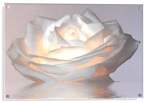 Glowing White Rose Acrylic by Mike Gorton