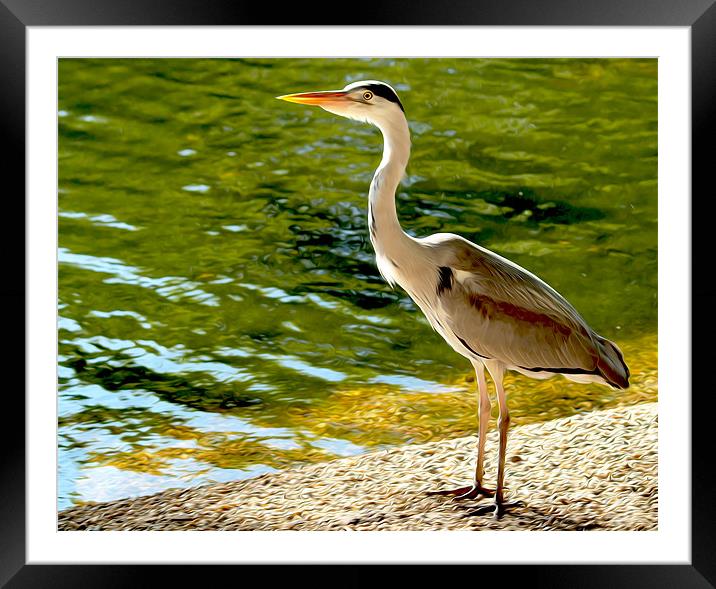 Heron St James Park Framed Mounted Print by Clive Eariss