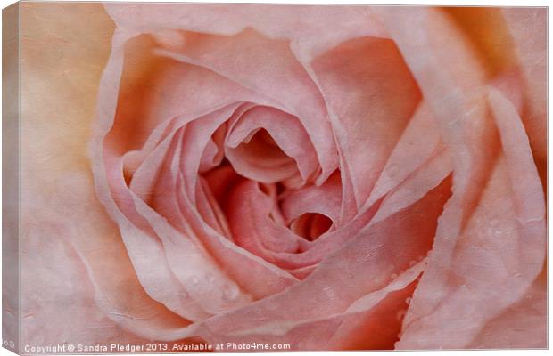 The Rose Canvas Print by Sandra Pledger