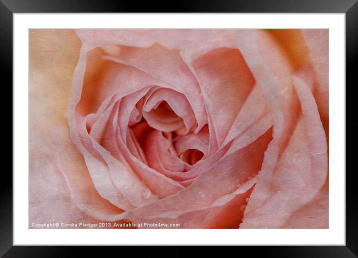 The Rose Framed Mounted Print by Sandra Pledger