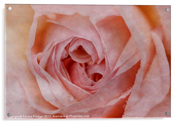 The Rose Acrylic by Sandra Pledger