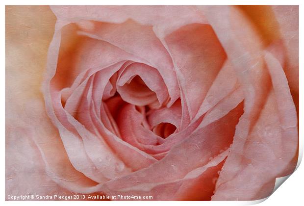 The Rose Print by Sandra Pledger