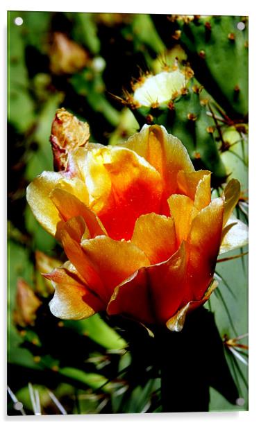 Cactus Flower Acrylic by Hamid Moham