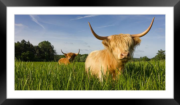 Highland Cattle - Summer Framed Mounted Print by Simon Wrigglesworth