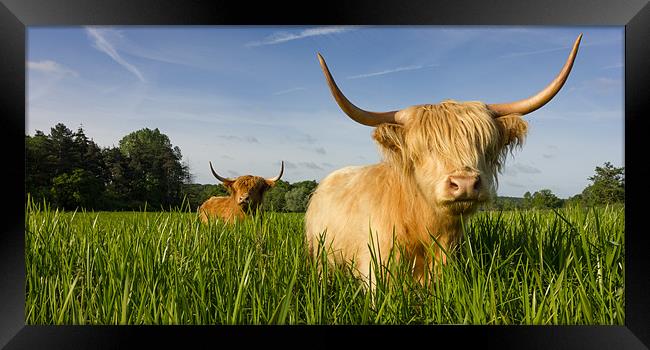 Highland Cattle - Summer Framed Print by Simon Wrigglesworth