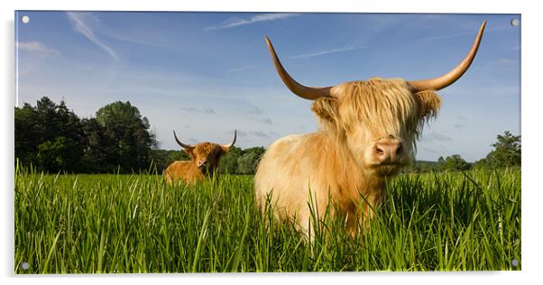 Highland Cattle - Summer Acrylic by Simon Wrigglesworth