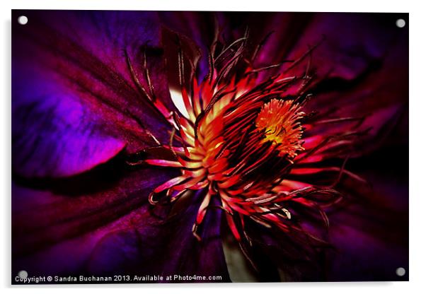 Purple Clematis Acrylic by Sandra Buchanan