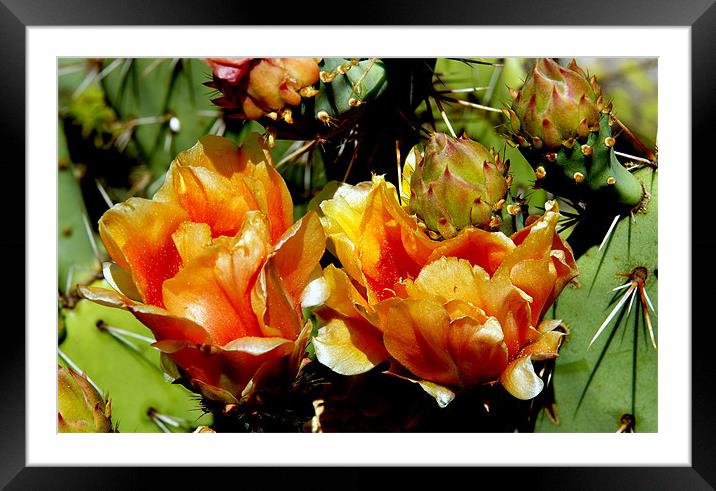 Cactus Couple Framed Mounted Print by Hamid Moham