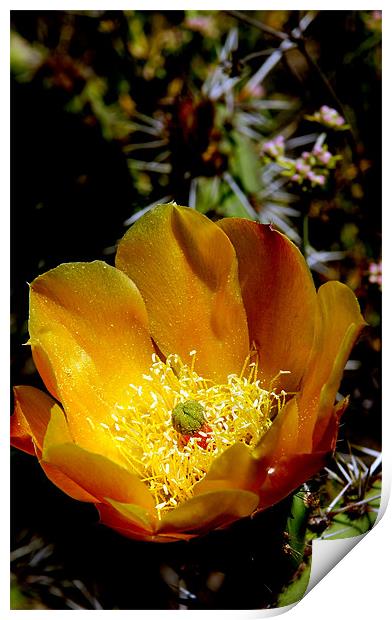 Cactus Flower Print by Hamid Moham