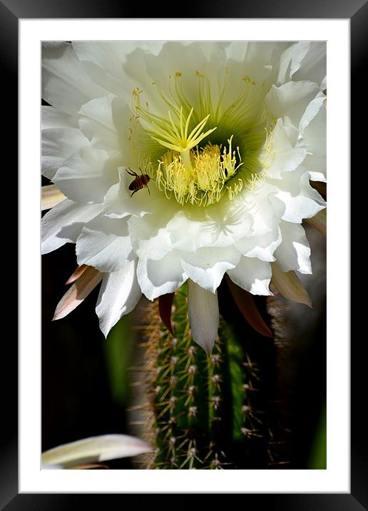 White Cactus Flower Framed Mounted Print by Hamid Moham
