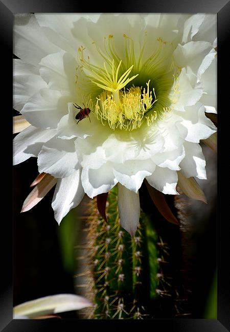 White Cactus Flower Framed Print by Hamid Moham